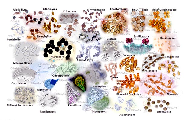 A large group of different types of microscopic organisms.